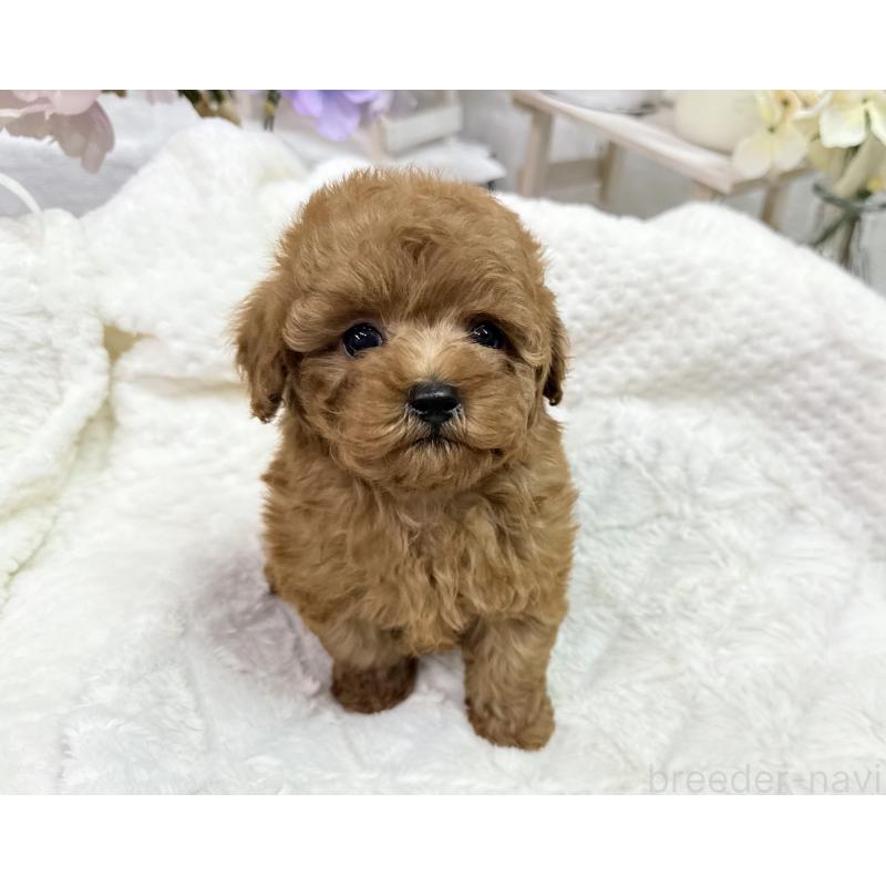 成約済の京都府のタイニープードル-420778の6枚目