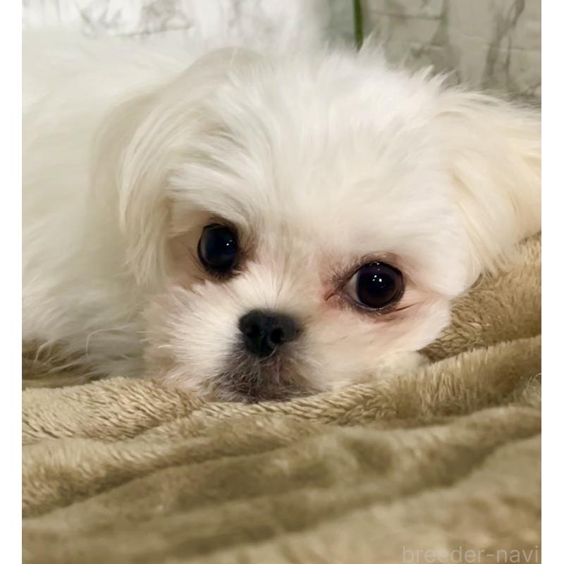 販売中の北海道のミックス犬-391966の3枚目