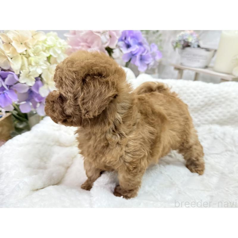 成約済の京都府のタイニープードル-420778の5枚目