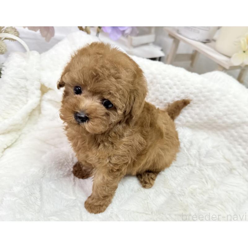 成約済の京都府のタイニープードル-420778の4枚目