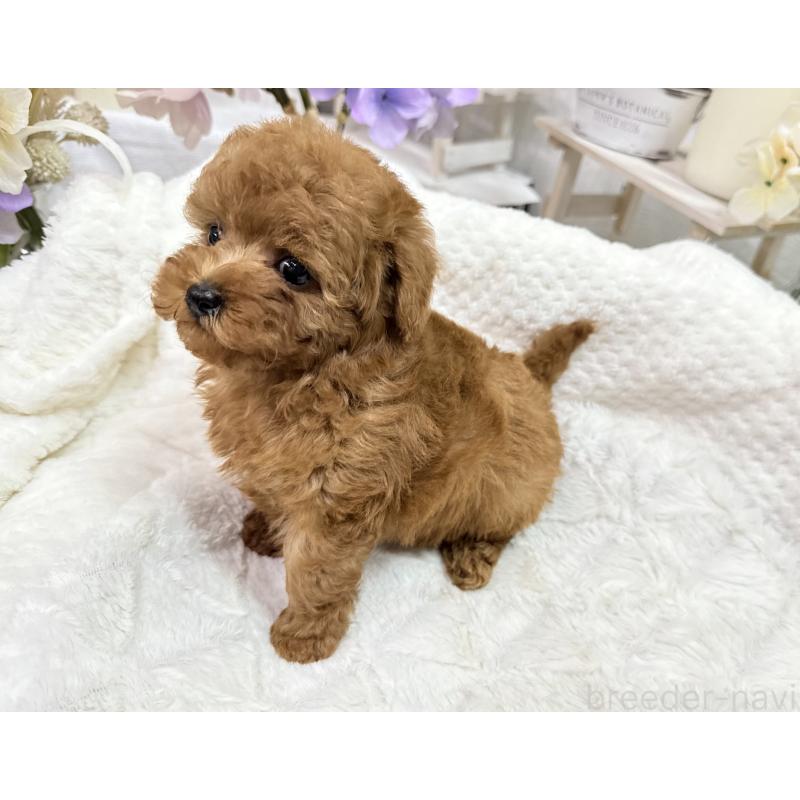 成約済の京都府のタイニープードル-420778の2枚目