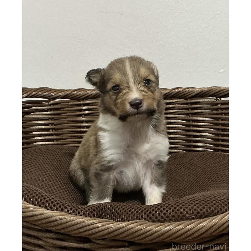 販売中の神奈川県のシェットランドシープドッグ(シェルティ)-423635の6枚目