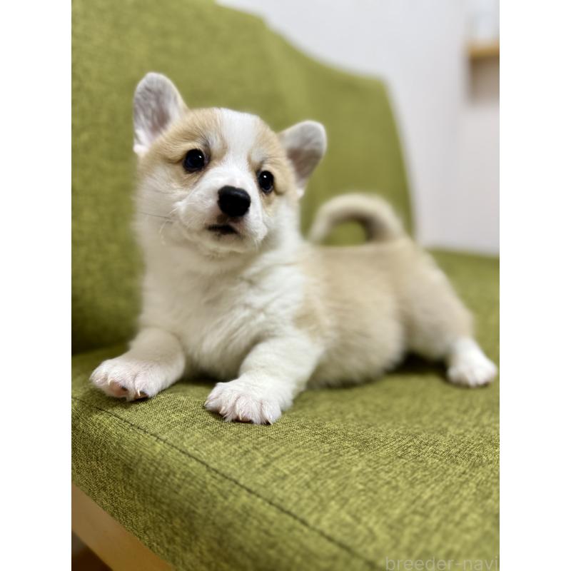 商談中の千葉県のウェルシュコーギーペンブローク-417408の6枚目