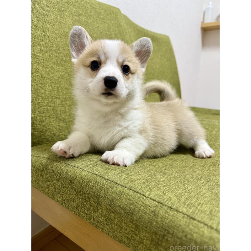 商談中の千葉県のウェルシュコーギーペンブローク-417408の5枚目