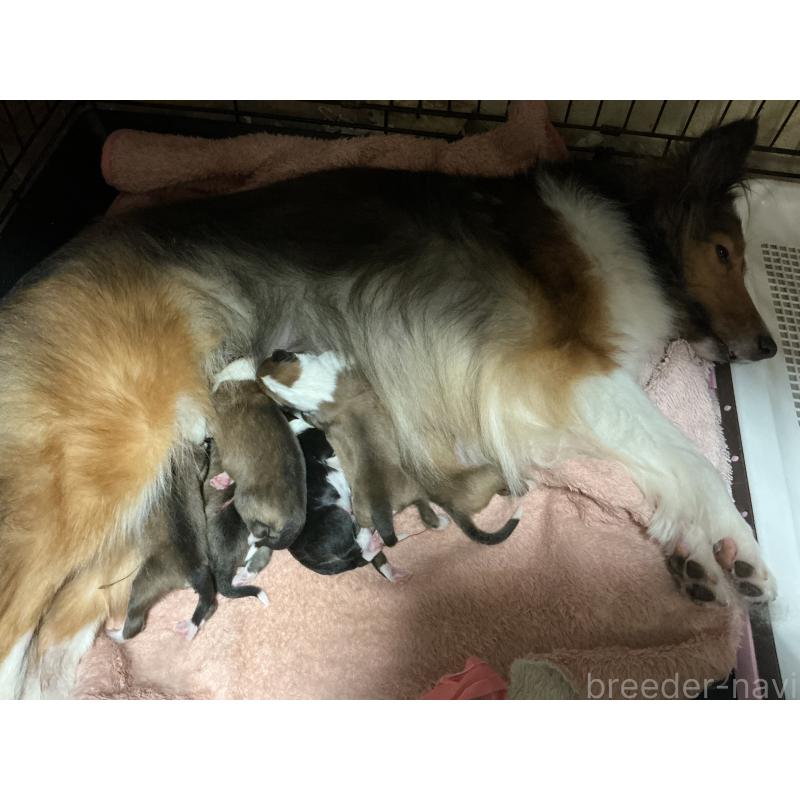 販売中の神奈川県のシェットランドシープドッグ(シェルティ)-423635の2枚目