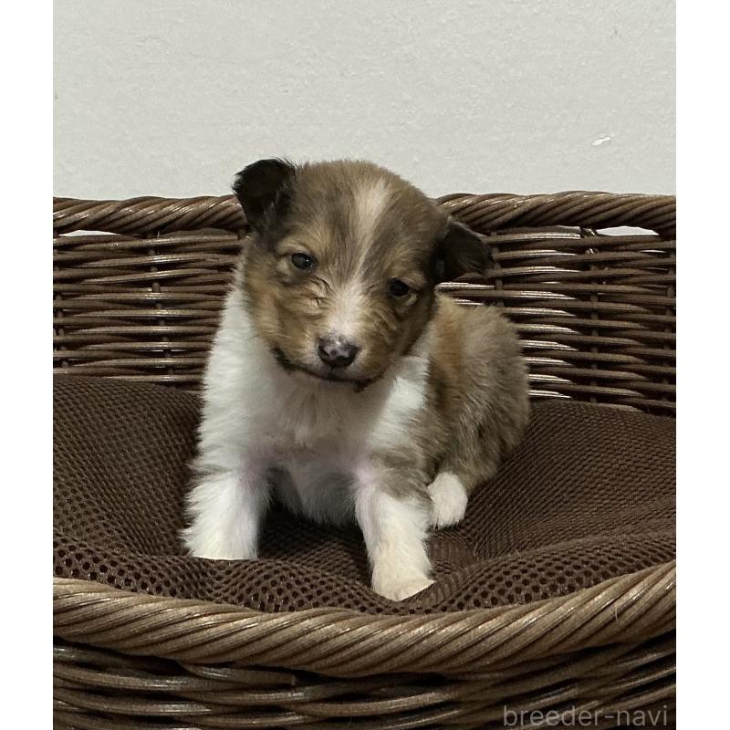 販売中の神奈川県のシェットランドシープドッグ(シェルティ)-423636の6枚目