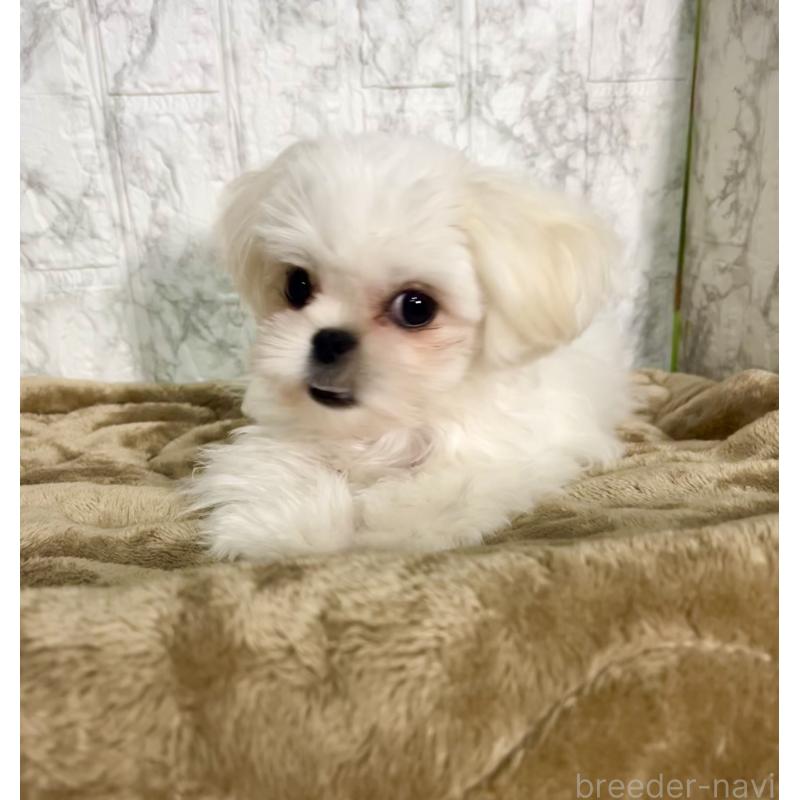 販売中の北海道のミックス犬-391966の2枚目