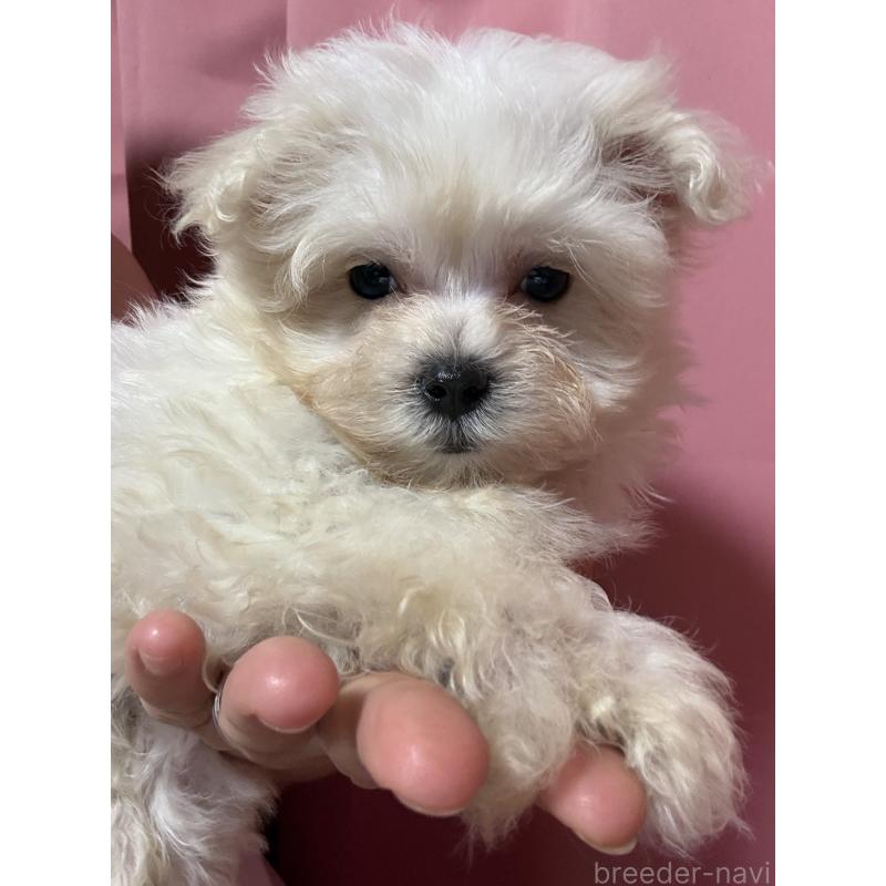 販売中の茨城県のマルプー:マルチーズ×トイプードル-419859の14枚目