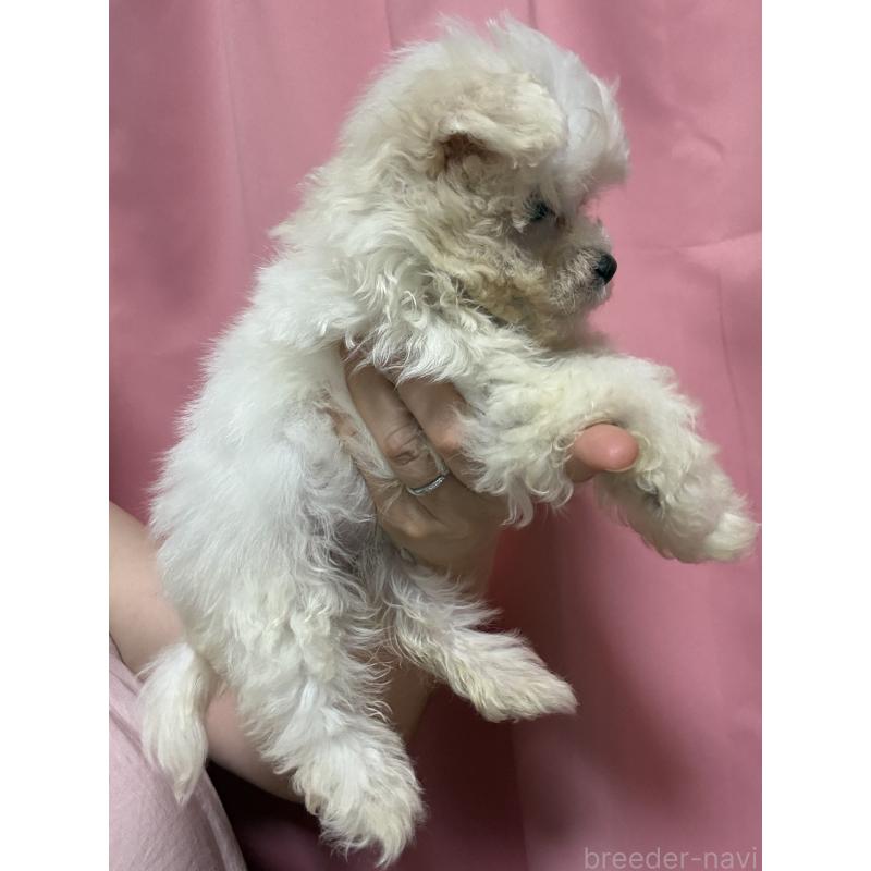 販売中の茨城県のマルプー:マルチーズ×トイプードル-419859の13枚目