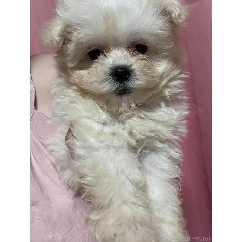 販売中の茨城県のマルプー:マルチーズ×トイプードル-419859の12枚目