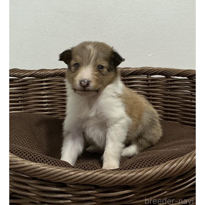 販売中の神奈川県のシェットランドシープドッグ(シェルティ)-423637の6枚目