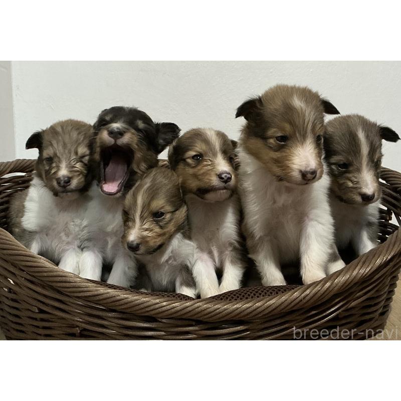 販売中の神奈川県のシェットランドシープドッグ(シェルティ)-423638の5枚目