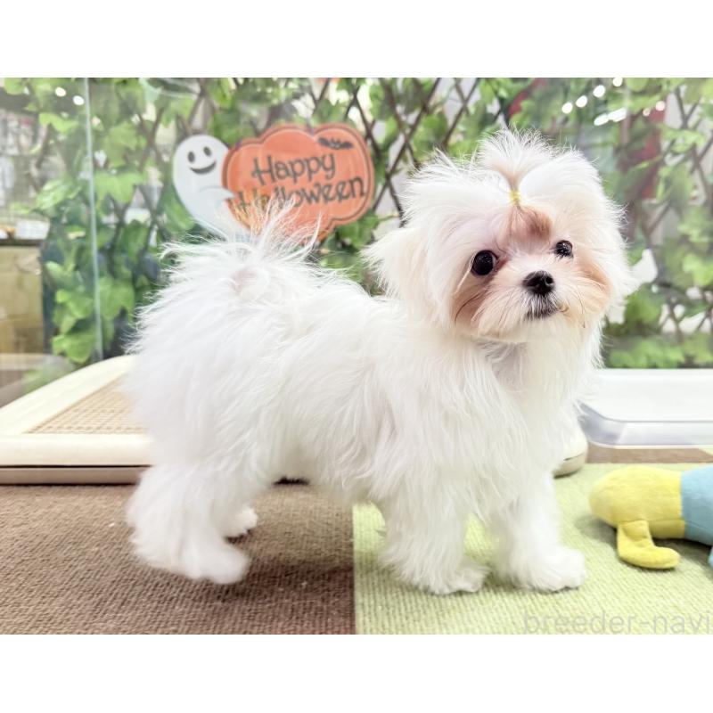 販売中の京都府のマルチーズ-411764の7枚目