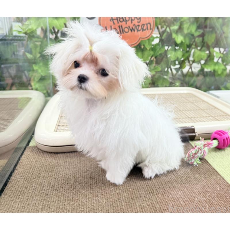 販売中の京都府のマルチーズ-411764の6枚目