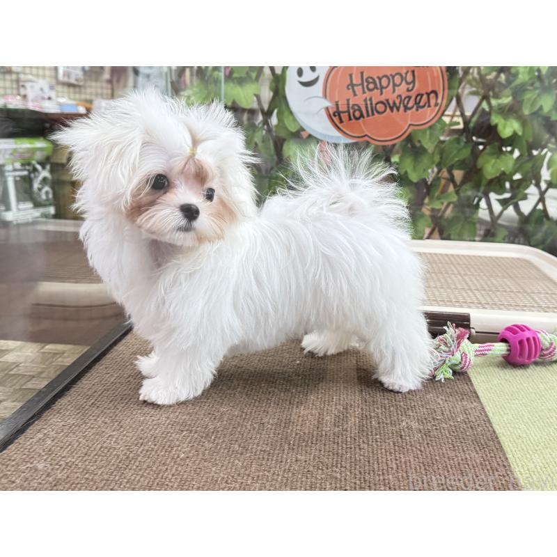 販売中の京都府のマルチーズ-411764の5枚目