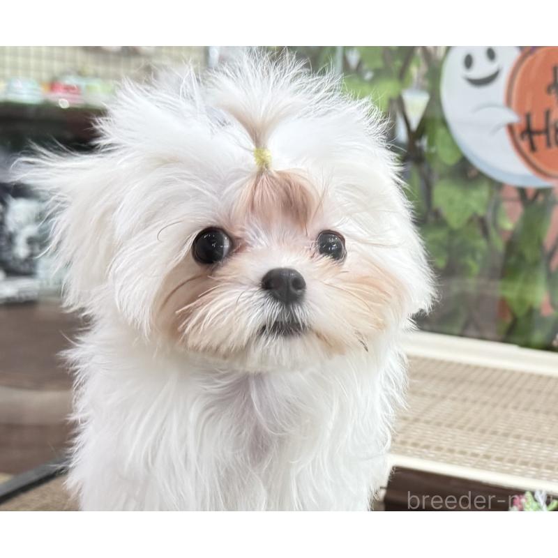 販売中の京都府のマルチーズ-411764の4枚目