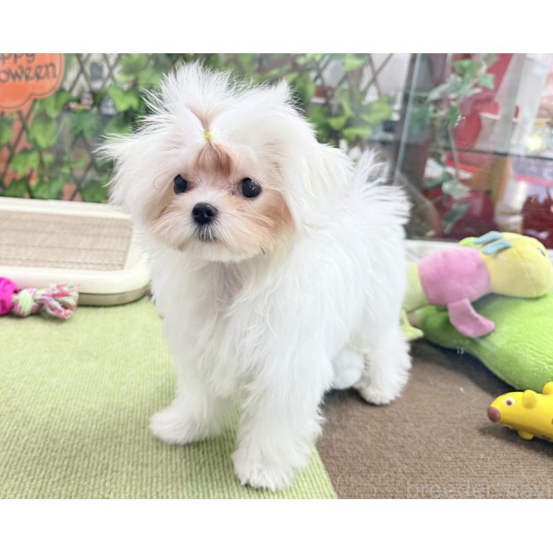 販売中の京都府のマルチーズ-411764の3枚目