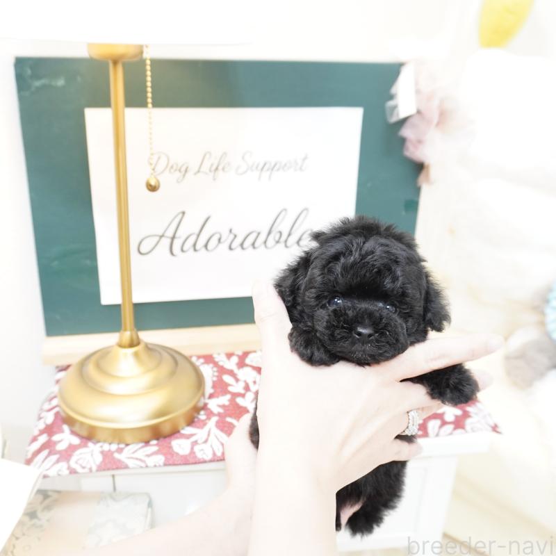 販売中の大阪府のティーカッププードル-423639の1枚目