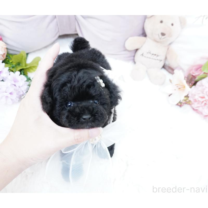 販売中の大阪府のティーカッププードル-423639の10枚目