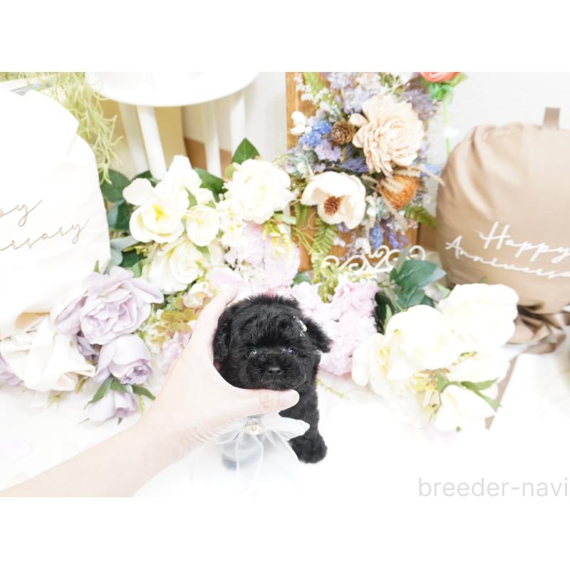 販売中の大阪府のティーカッププードル-423639の8枚目