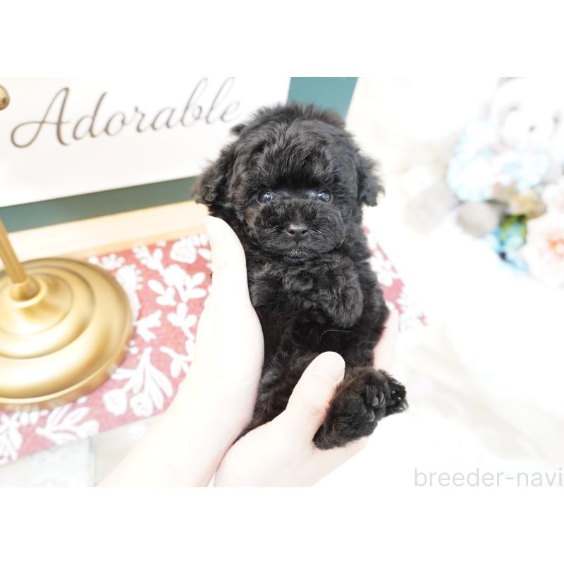 販売中の大阪府のティーカッププードル-423639の4枚目