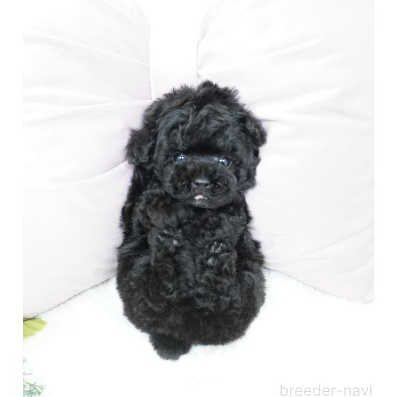 販売中の大阪府のティーカッププードル-423639の3枚目