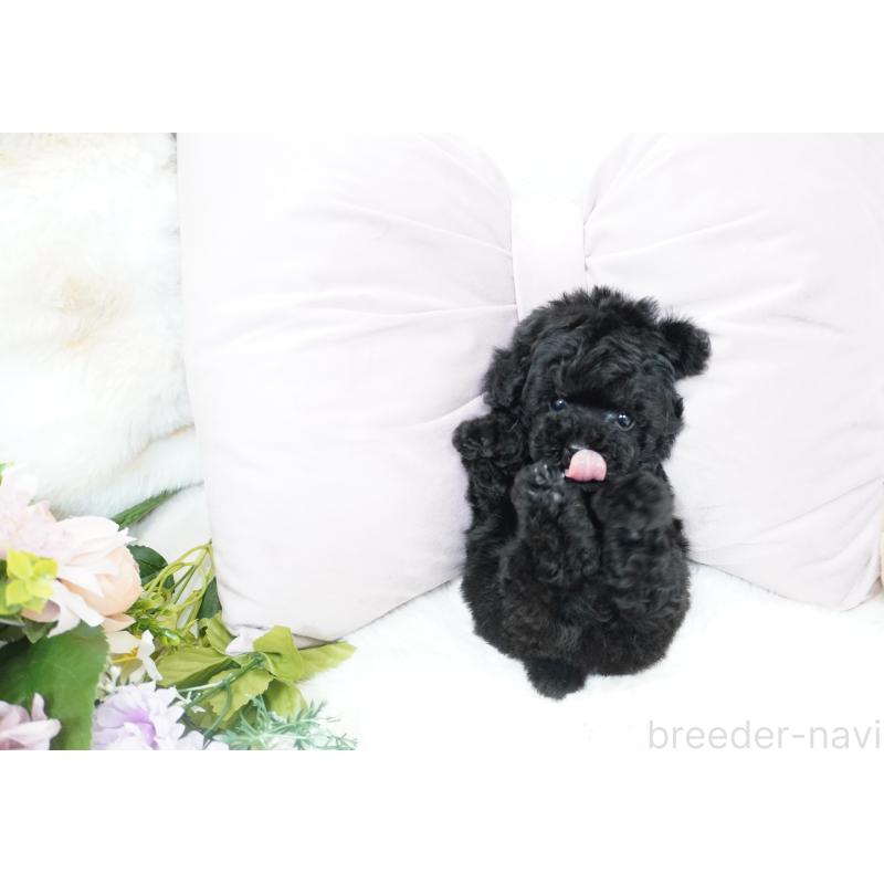 販売中の大阪府のティーカッププードル-423639の2枚目