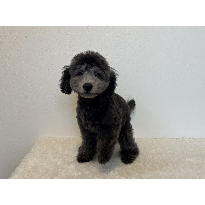 販売中の千葉県のトイプードル-416498の3枚目