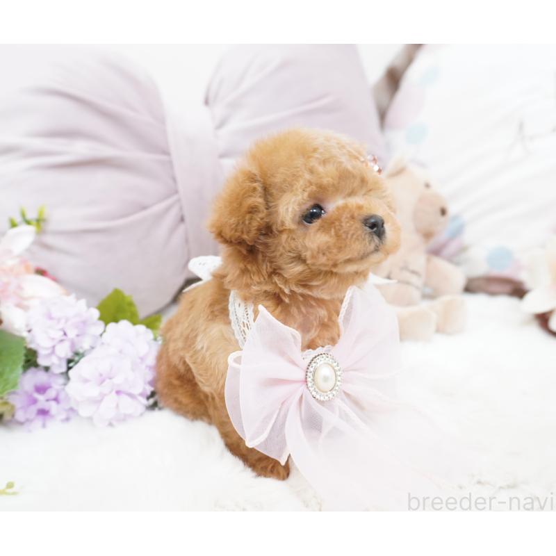 販売中の大阪府のティーカッププードル-423640の12枚目