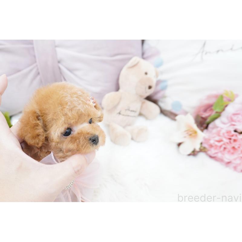 販売中の大阪府のティーカッププードル-423640の11枚目