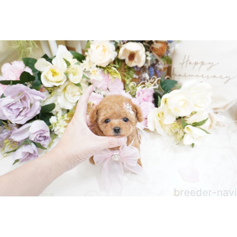 販売中の大阪府のティーカッププードル-423640の10枚目