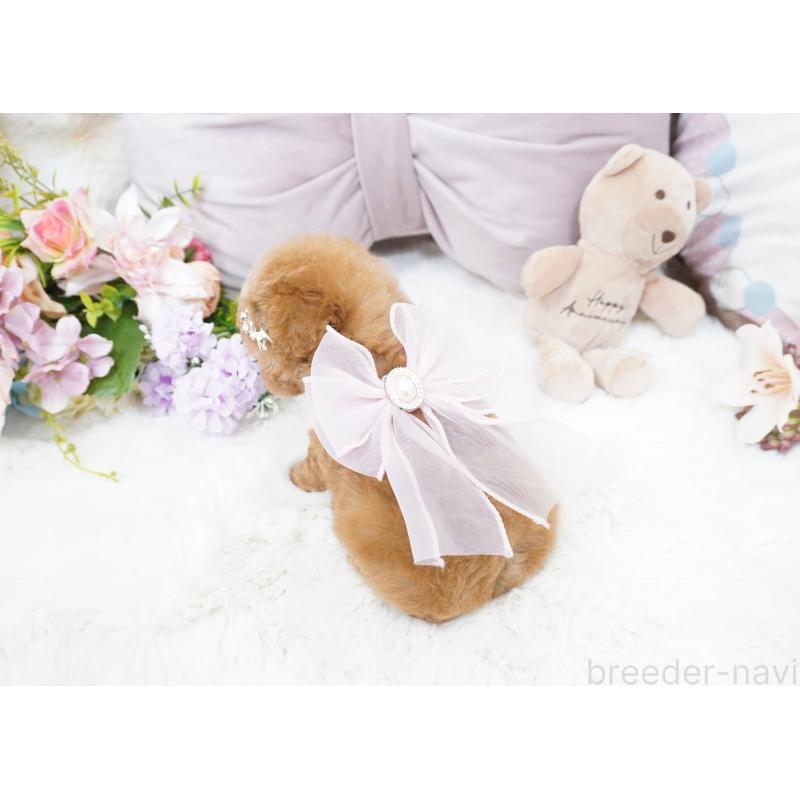 販売中の大阪府のティーカッププードル-423640の9枚目