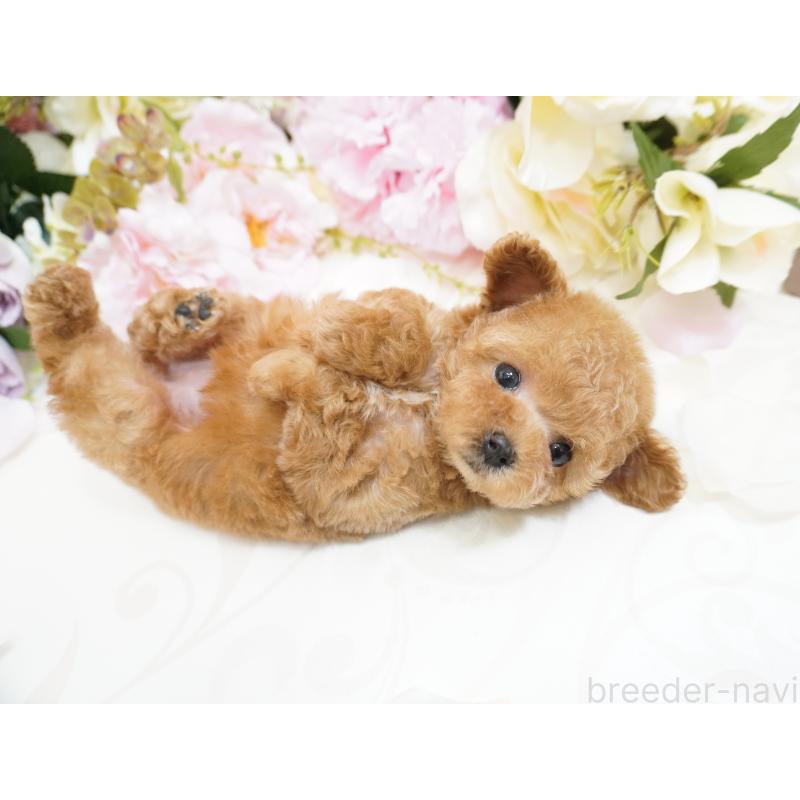 販売中の大阪府のティーカッププードル-423640の8枚目