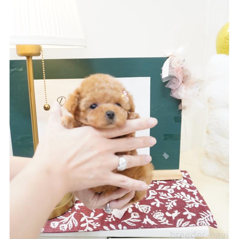 販売中の大阪府のティーカッププードル-423640の7枚目