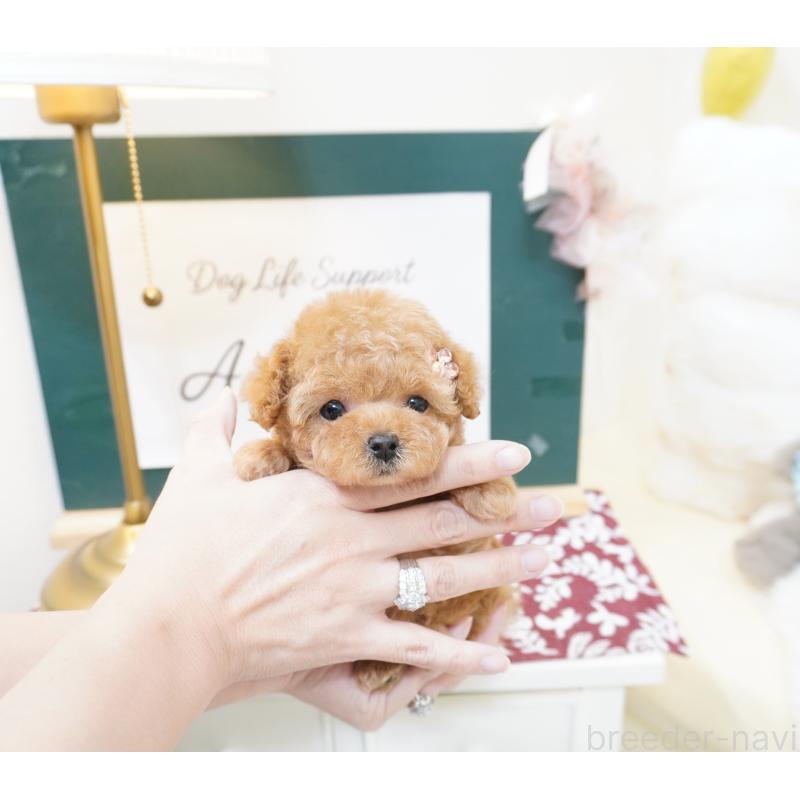 販売中の大阪府のティーカッププードル-423640の6枚目
