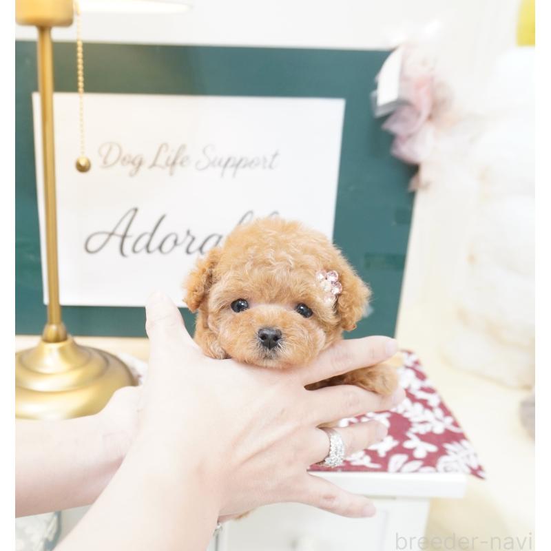 販売中の大阪府のティーカッププードル-423640の5枚目