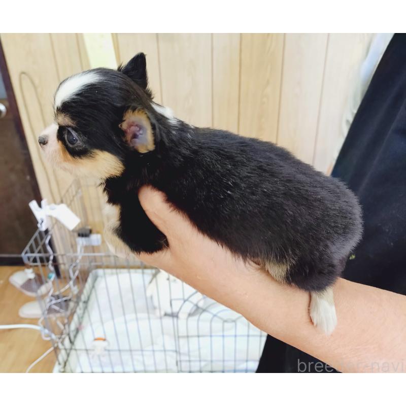 販売中の兵庫県のチワワ(ロングコート)-423627の4枚目