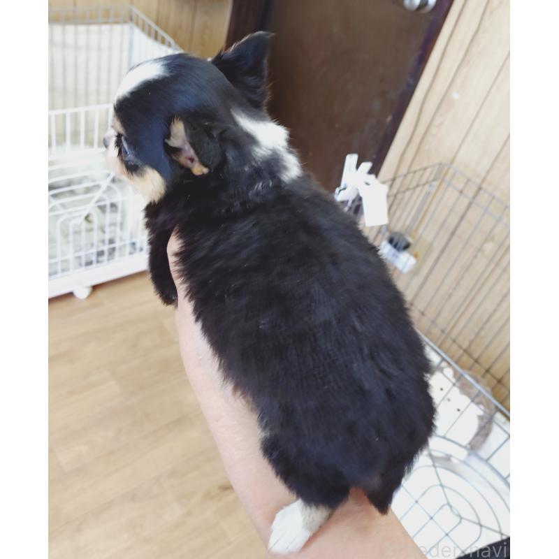 販売中の兵庫県のチワワ(ロングコート)-423627の3枚目