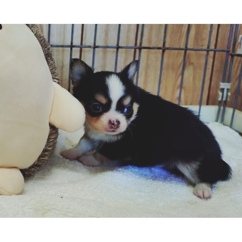 販売中の兵庫県のチワワ(ロングコート)-423627の2枚目