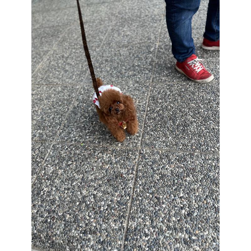 販売中の大阪府のティーカッププードル-423640の4枚目