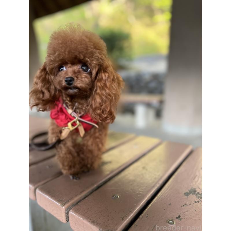 販売中の大阪府のティーカッププードル-423640の3枚目