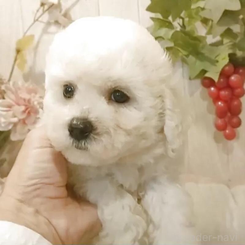 販売中の愛知県のビションフリーゼ-423641