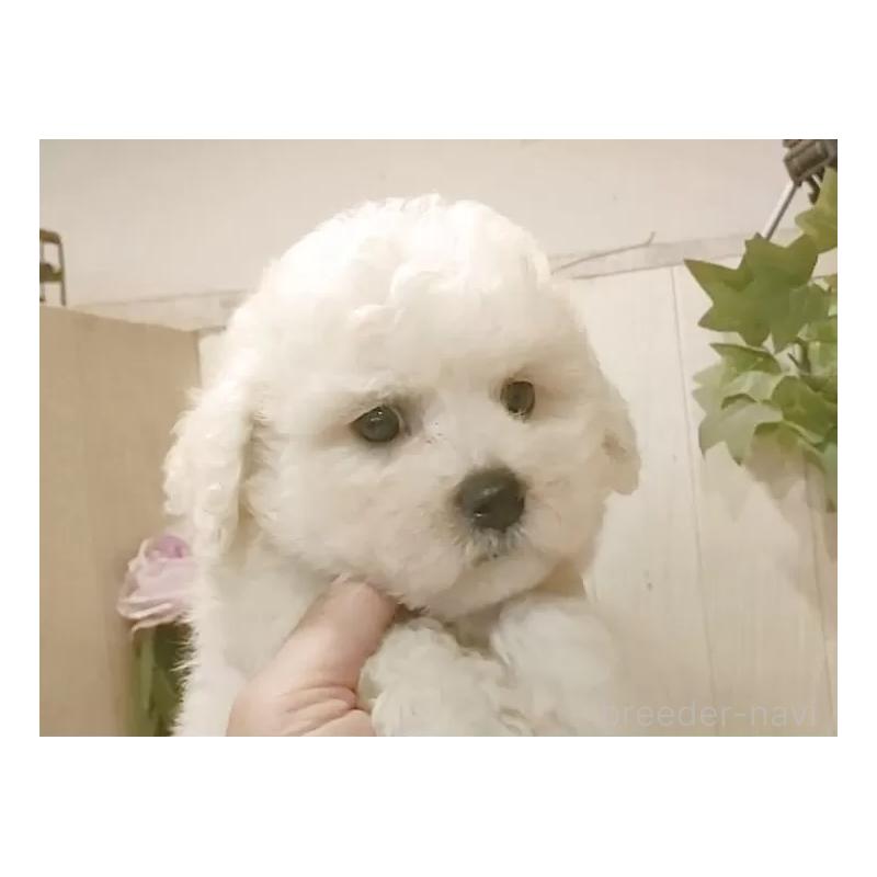 販売中の愛知県のビションフリーゼ-423641の10枚目