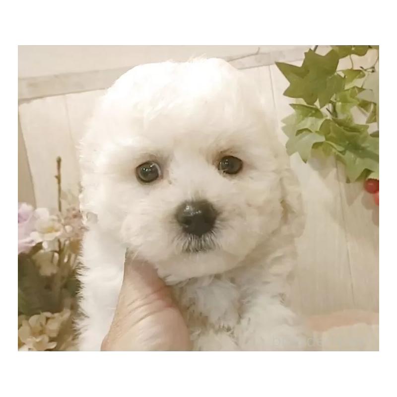 販売中の愛知県のビションフリーゼ-423641の9枚目