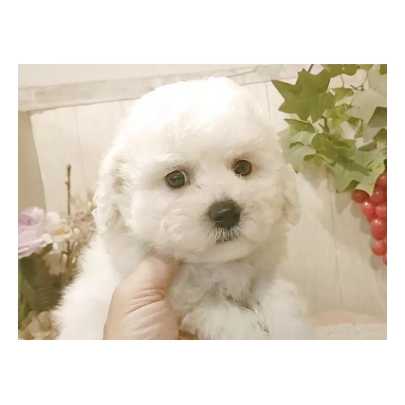 販売中の愛知県のビションフリーゼ-423641の8枚目