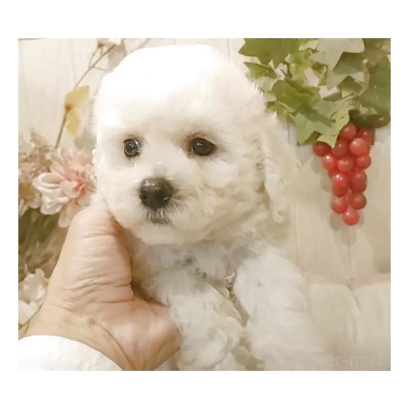 販売中の愛知県のビションフリーゼ-423641の7枚目