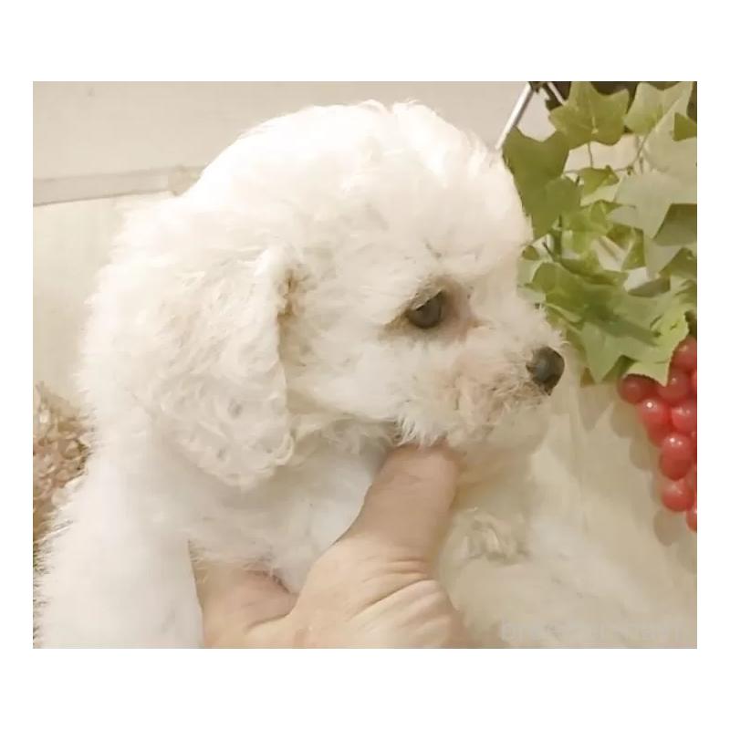 販売中の愛知県のビションフリーゼ-423641の6枚目