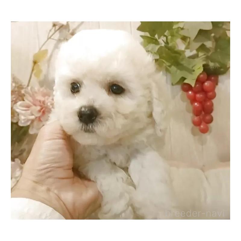 販売中の愛知県のビションフリーゼ-423641の5枚目