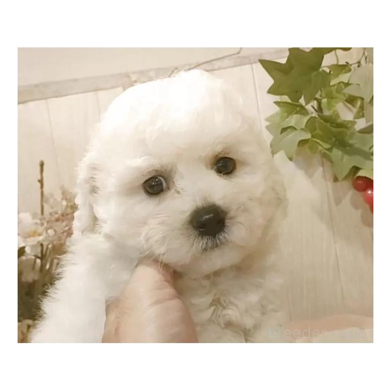 販売中の愛知県のビションフリーゼ-423641の4枚目