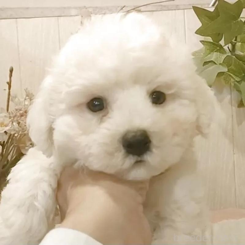 販売中の愛知県のビションフリーゼ-423642の1枚目